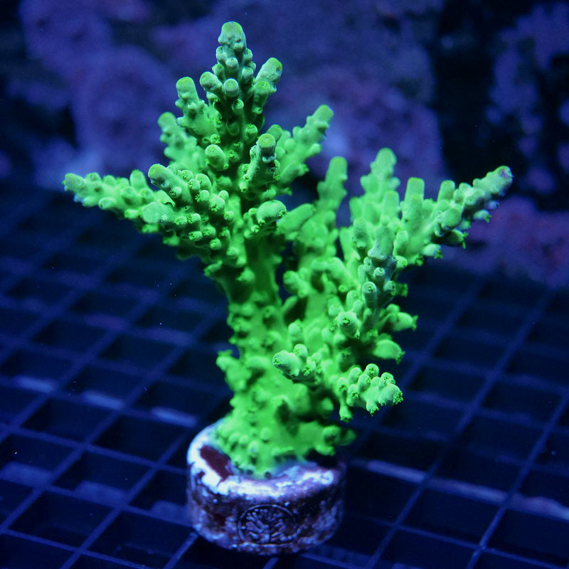 Acropora austera - SciReef Twin - Grade 2