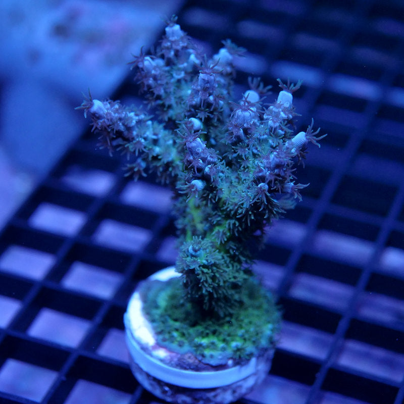 Acropora kenti - SciReef Twin Grade 1