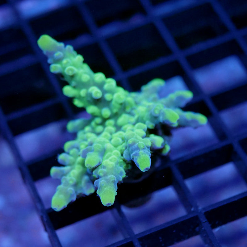 Acropora vaughani 'Bicolor'