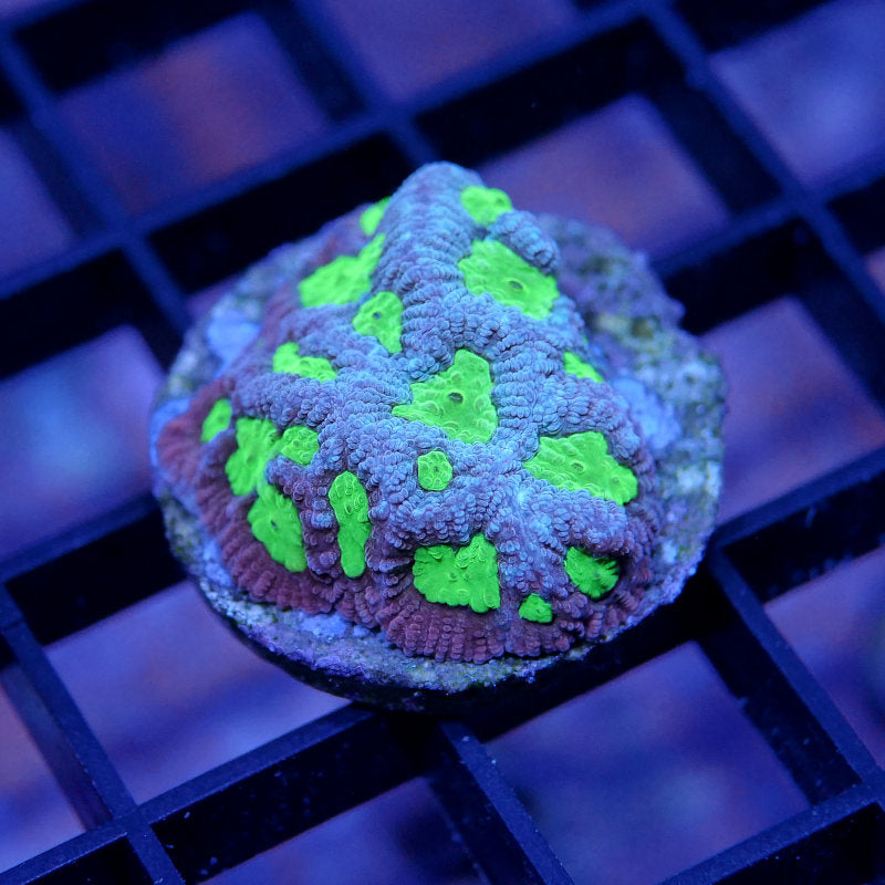 Goniastrea sp. 'Toxic'