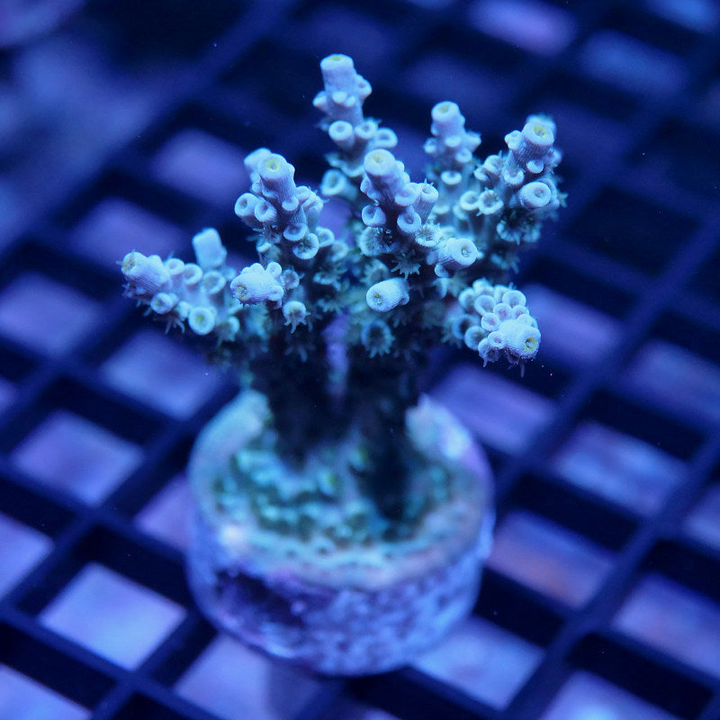 Acropora kenti - SciReef Twin - Grade 2 - lime rose
