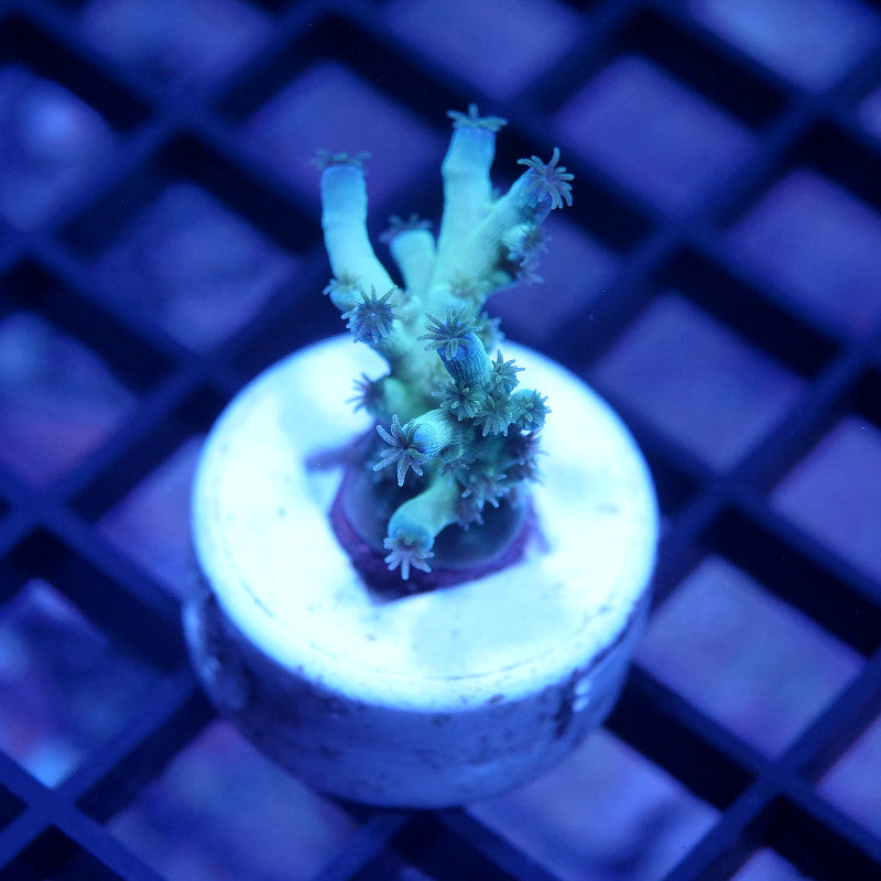 Acropora tenuis - SciReef Twin - Grade 2 - Ice Fire