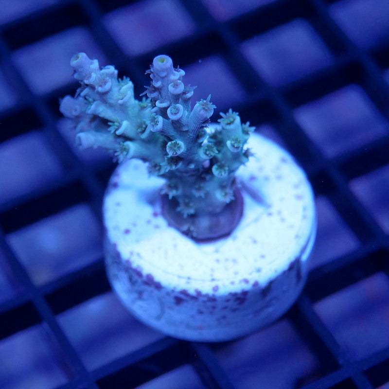 Acropora kenti - SciReef Twin Grade 1
