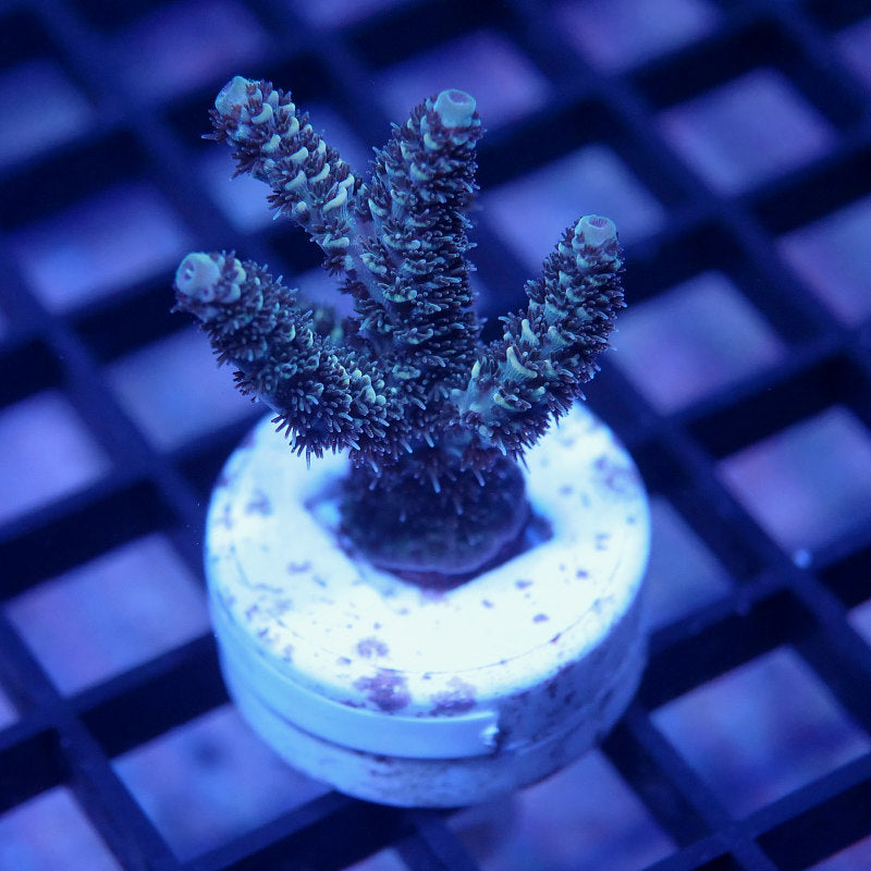 Acropora millepora - SciReef Twin - Grade 2