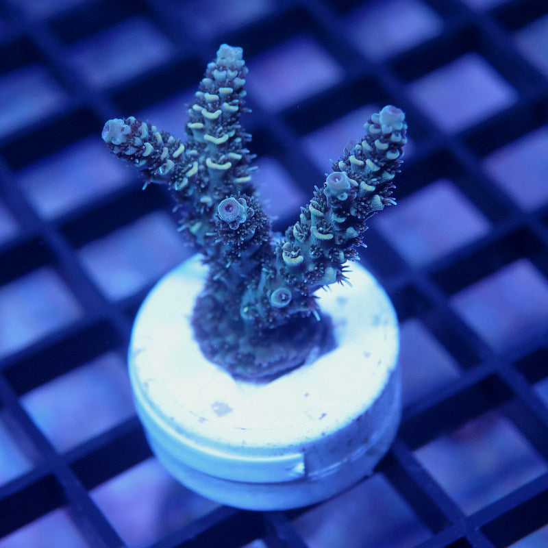 Acropora millepora - SciReef Twin - Grade 2