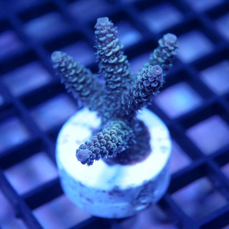 Acropora millepora - SciReef Twin - Grade 2