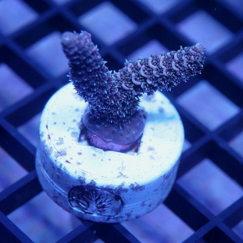 Acropora millepora - SciReef Twin - Grade 1