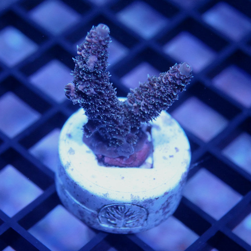 Acropora millepora - SciReef Twin - Grade 1