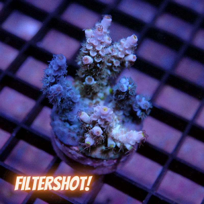 Acropora kenti - Chimäre - SciReef Twin - Grade 2