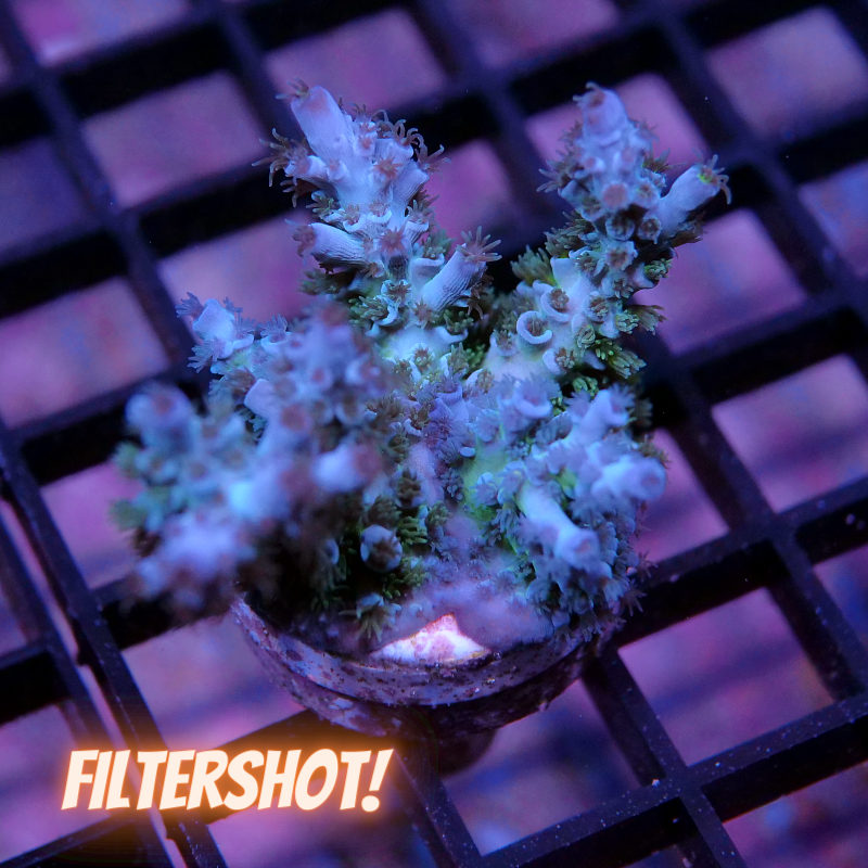 Acropora kenti - Chimäre - SciReef Twin - Grade 1