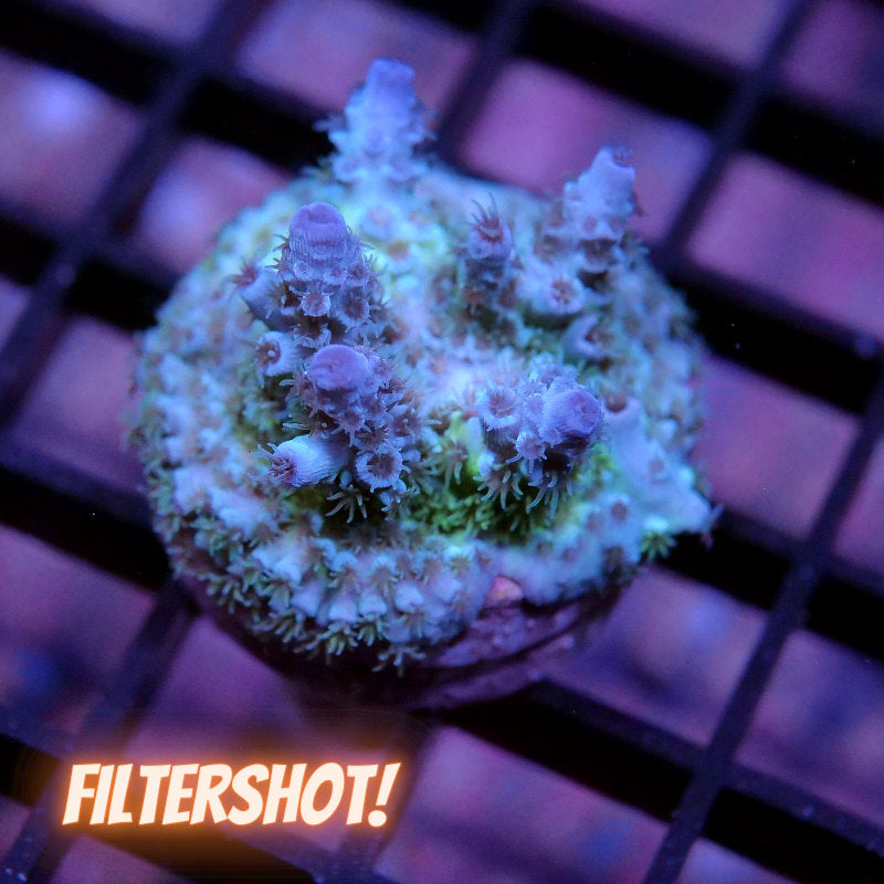 Acropora kenti - Chimäre - SciReef Twin - Grade 1