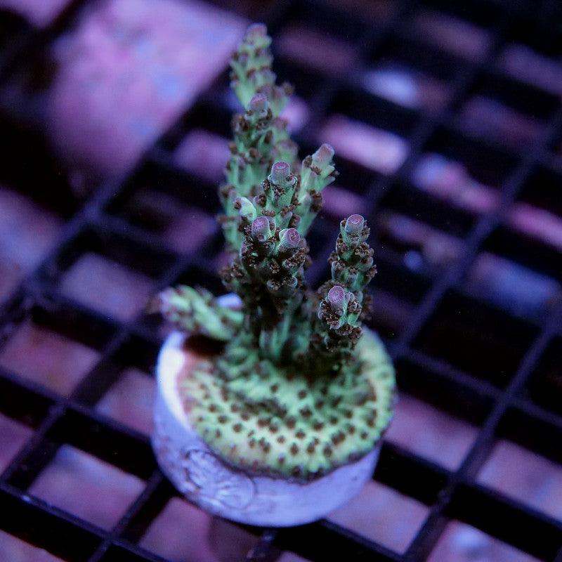 Acropora nasuta - SciReef Twin