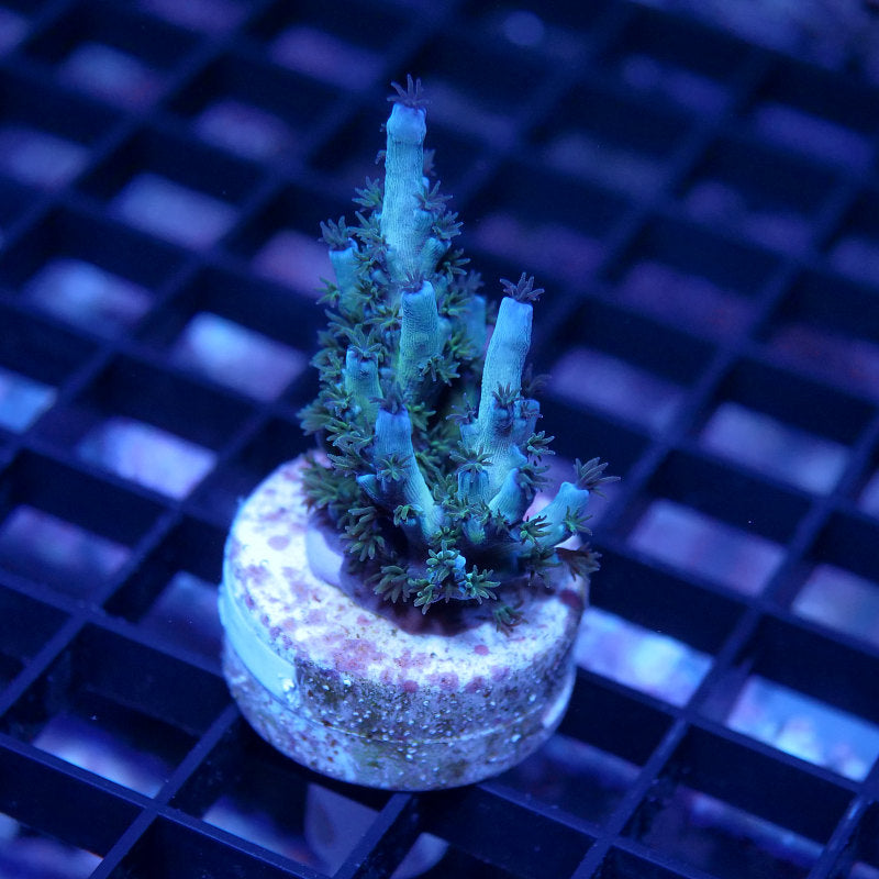 Acropora kenti - SciReef Twin - Grade 2 - icy blue