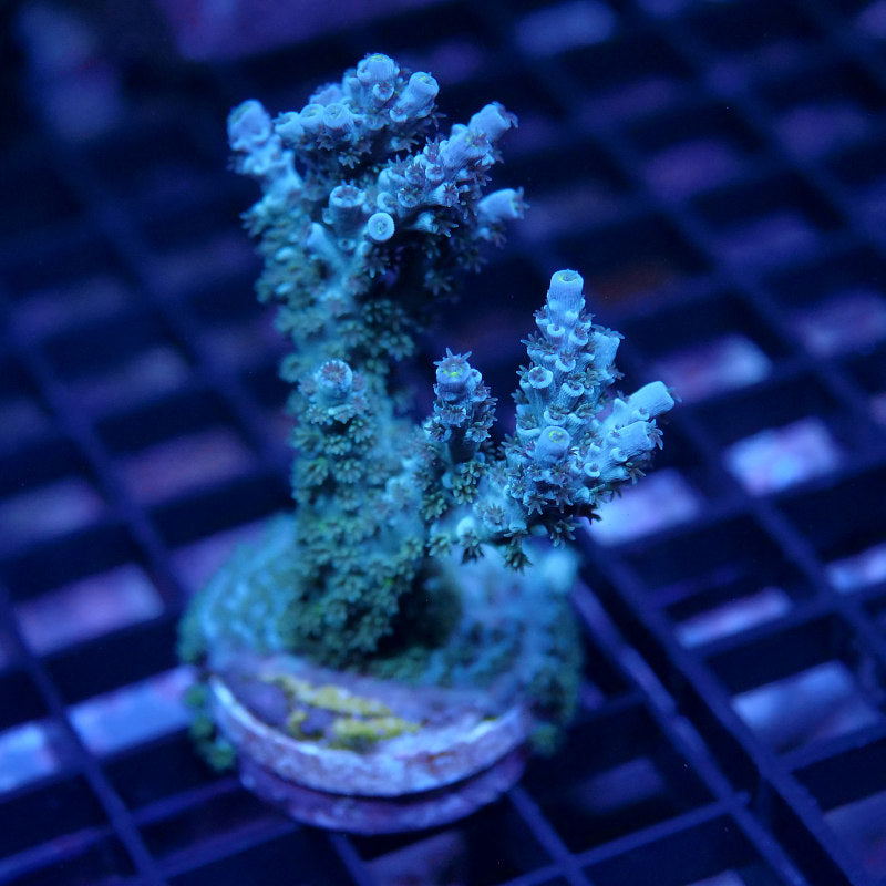 Acropora kenti - SciReef Twin - Grade 1 - turqouise rose