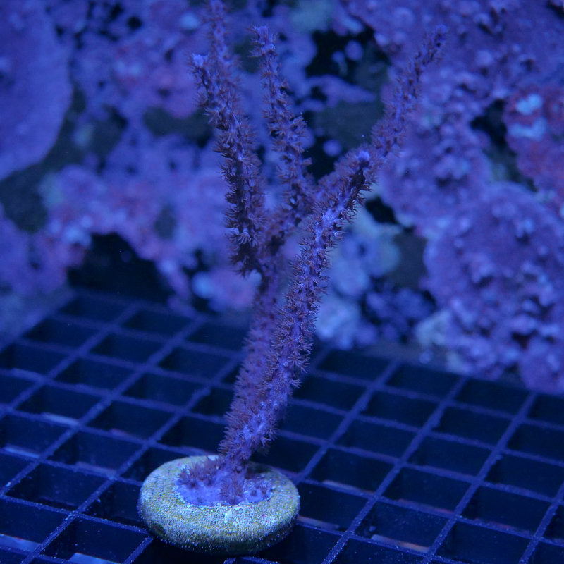 Antillogorgia elisabethae