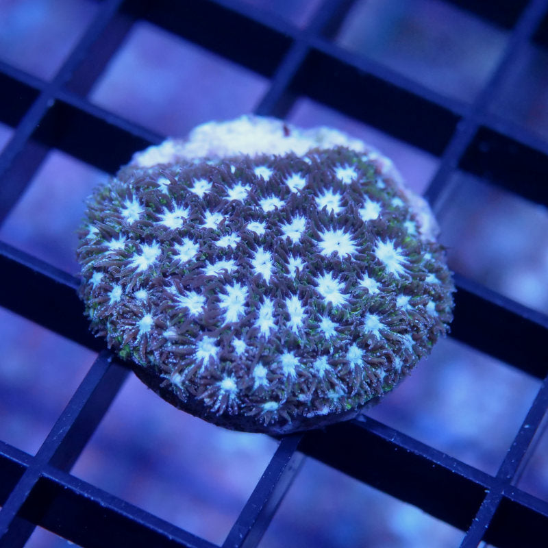 Leptastrea 'Purple Glam'