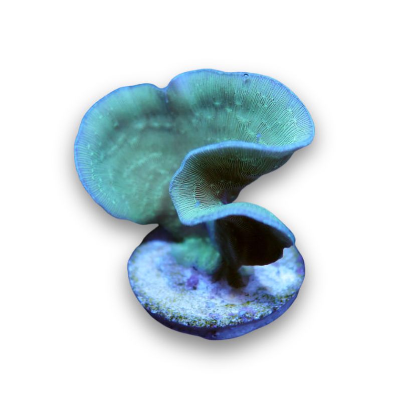 Pavona cactus 'Green'