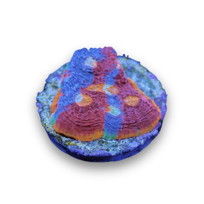 Chalice 'Flaming Bugatti'