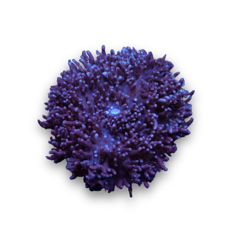 Rhodactis sp. 'Fluffy Bear'