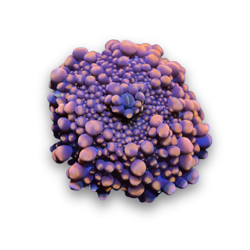 Ricordea 'Neon Orange'