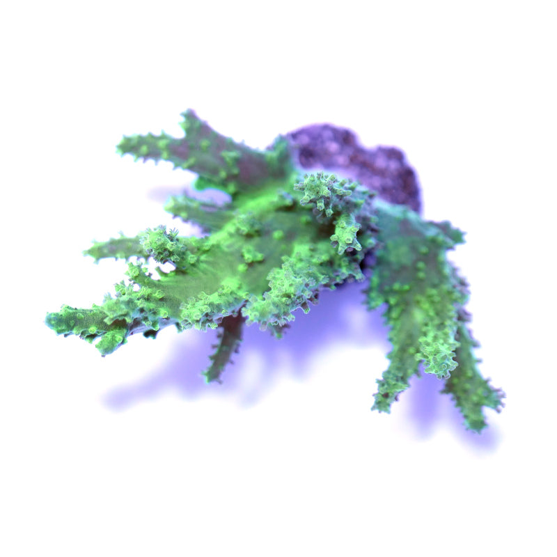 Sinularia sp. 'Neon'