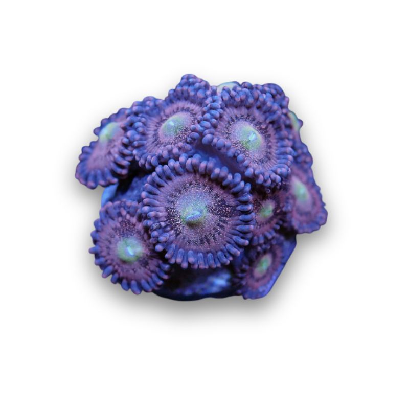 Zoanthus sp. 'Alien Antivenom'