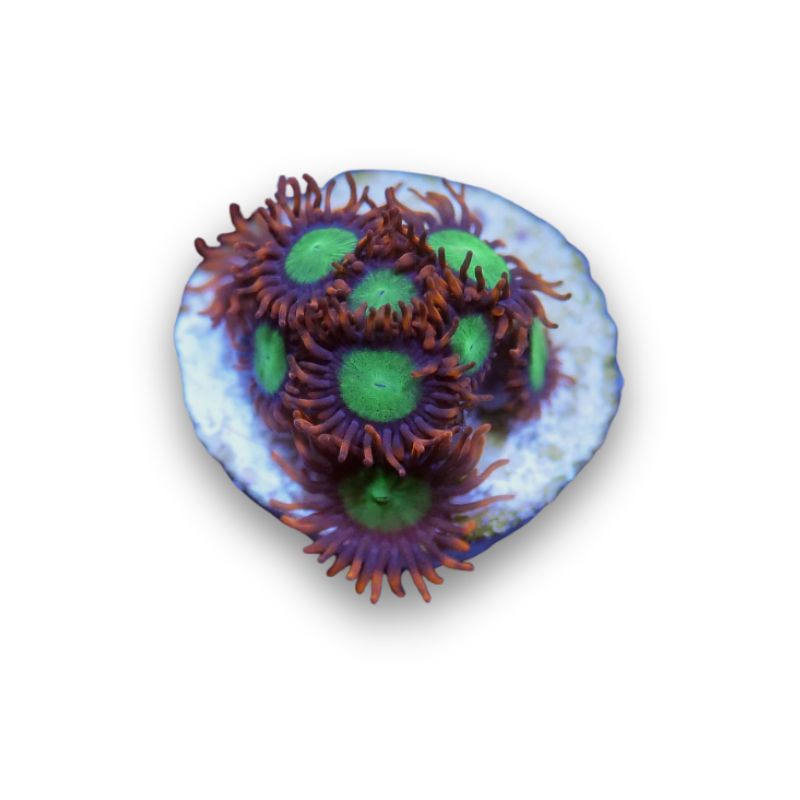 Zoanthus sp. 'Goblins Fire'