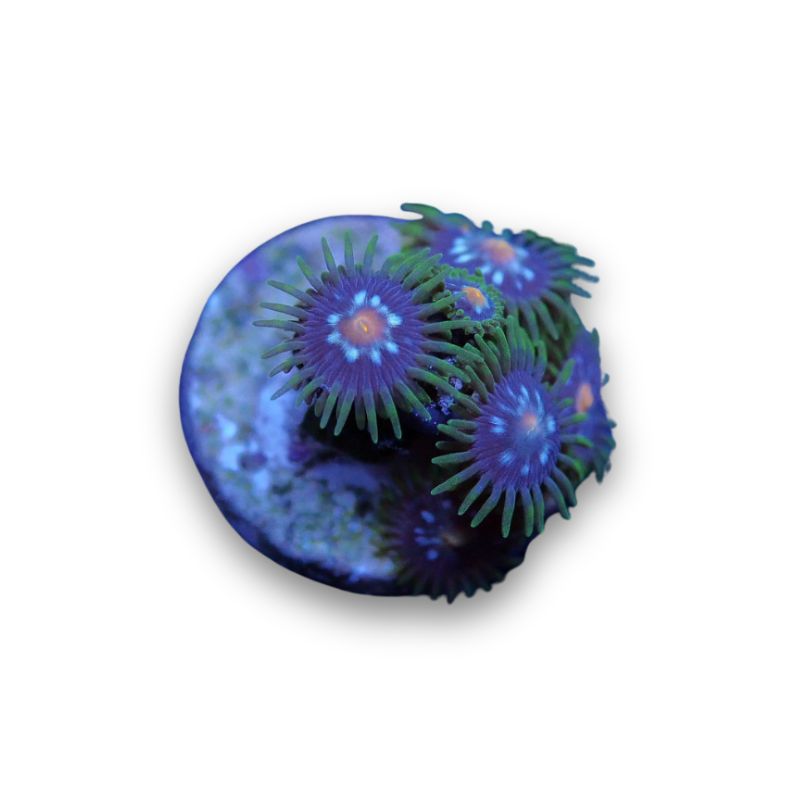 Zoanthus sp. 'Stargazer'