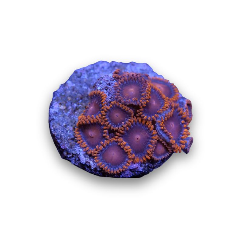 Zoanthus sp. 'Bam Bam'