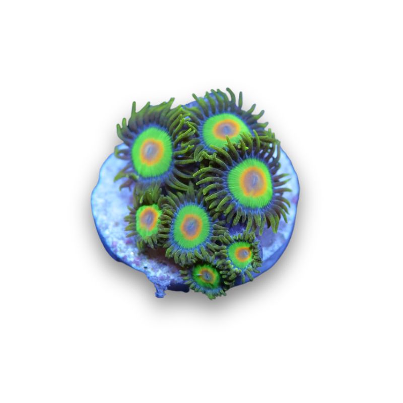 Zoanthus sp. 'Rasta'