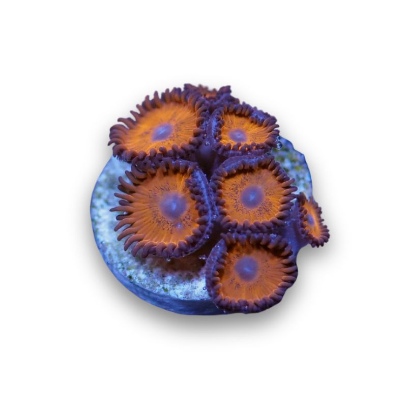 Zoanthus sp. 'Tigers Blood'