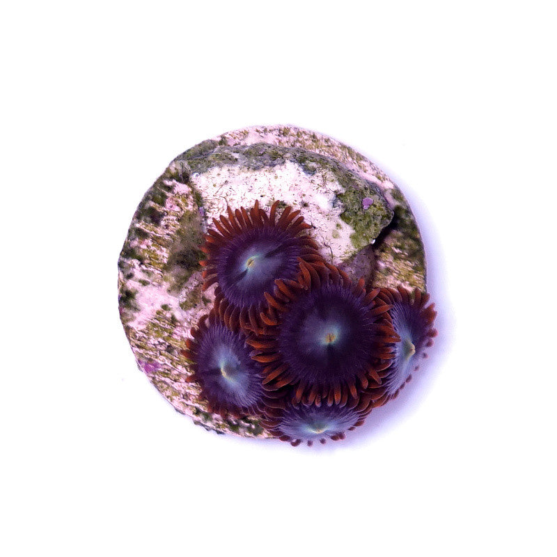 Zoanthus sp. 'Fire & Ice'