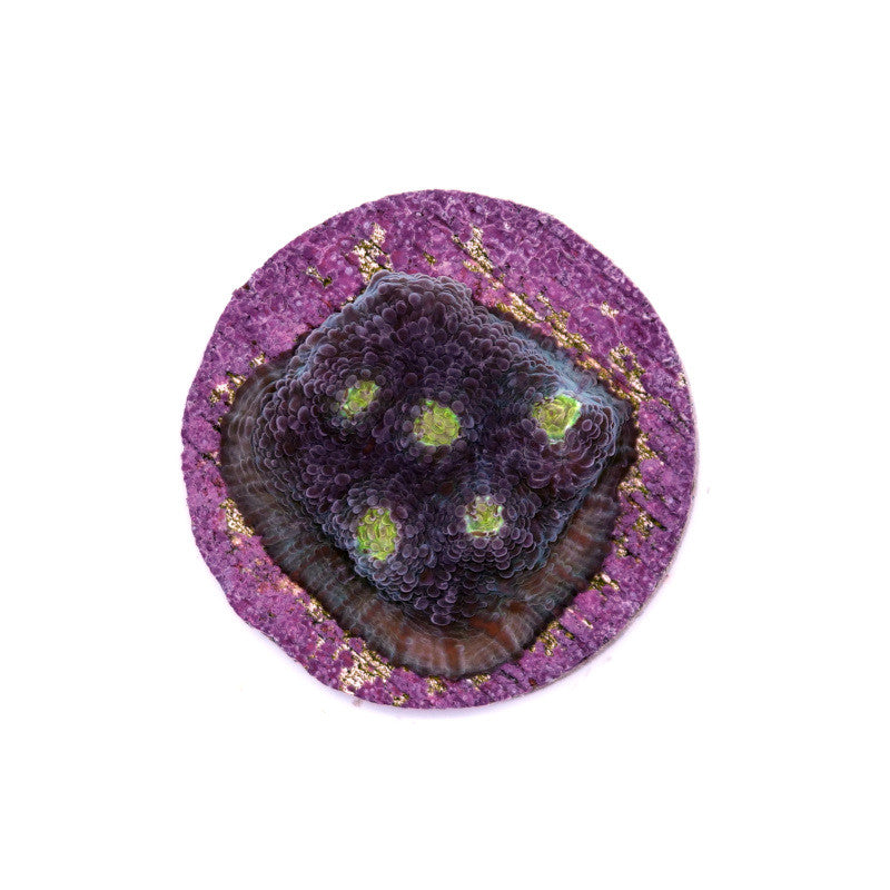 Chalice 'Blue Polka'