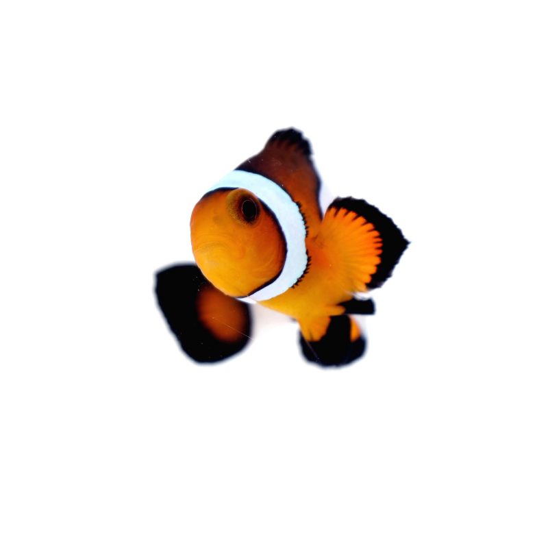 Clownfisch orange kaufen