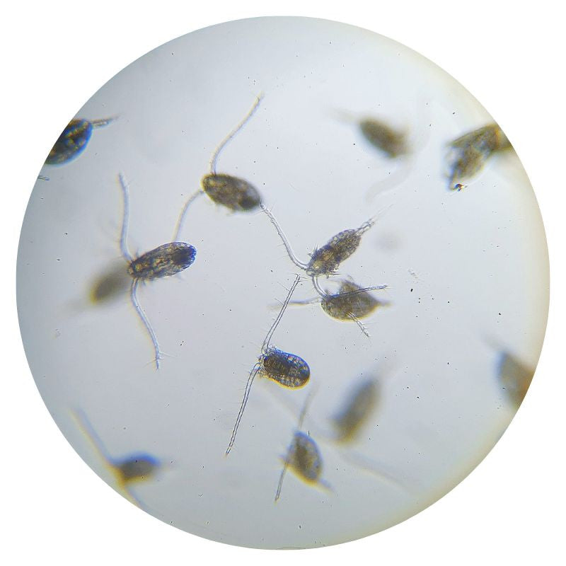 Parvocalanus kaufen Copepoden Zooplankton für Larvenaufzucht