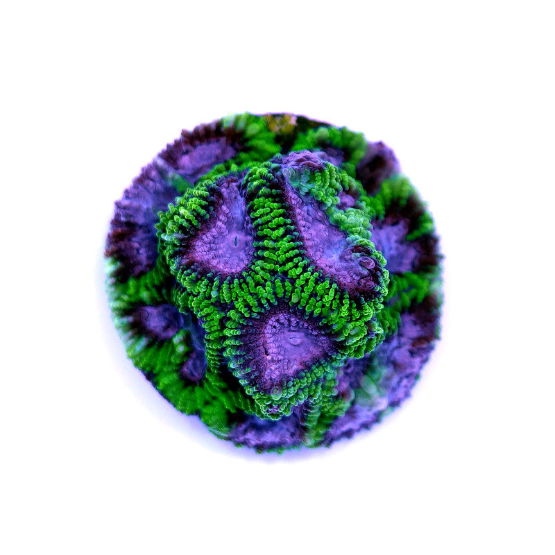 Favia sp. 'Space Monkey'