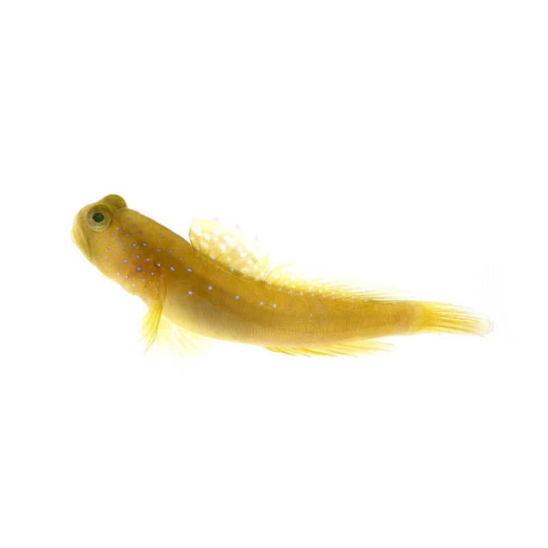 Guardian goby - Cryptocentrus cinctus - from captive breeding!