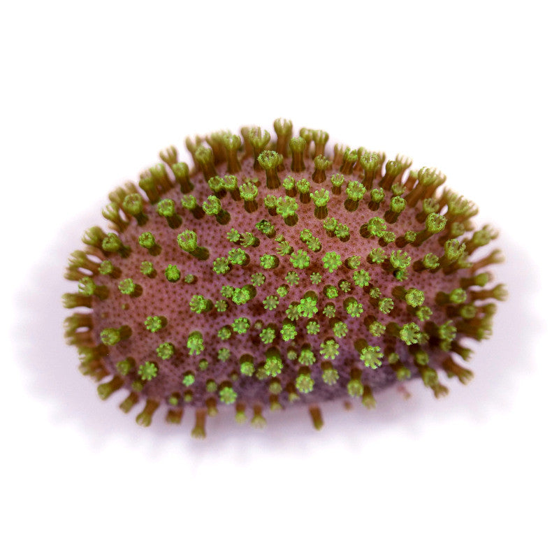 Sarcophyton 'Mauritius'