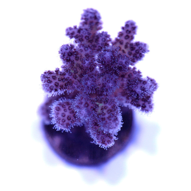Pocillopora damicornis 'Vanilla Sky'