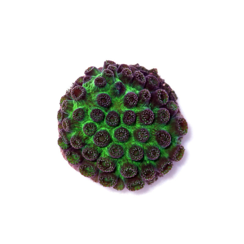 Cyphastrea sp. 'Metallic Green'