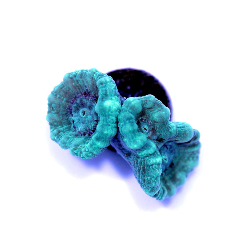 Caulastrea sp. 'Mint'