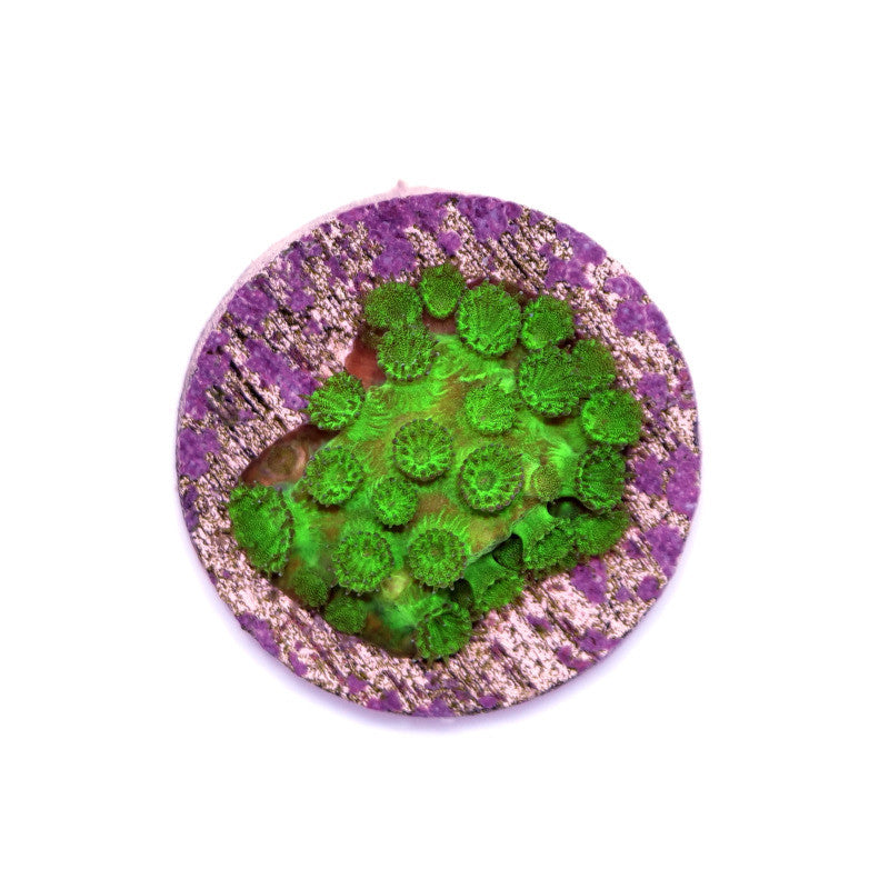 Cyphastrea sp. 'Radioactive'