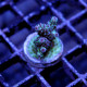 Acropora hyacinthus 'Red Planet'
