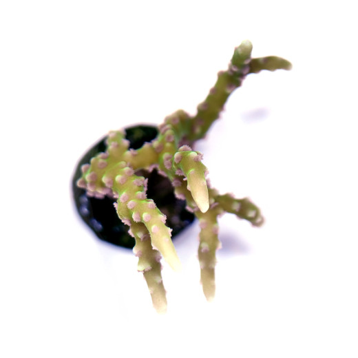 Anacropora sp. 'Green Goblin'
