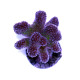 Stylophora pistillata 'Bicolor'