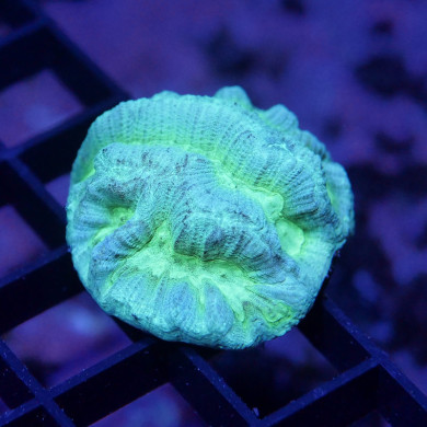 Oulophyllia sp. 'Neon'