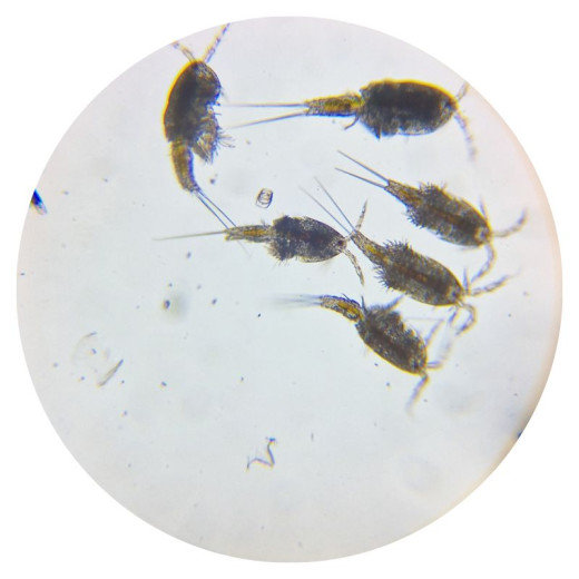 Tisbe sp. - Copepoden