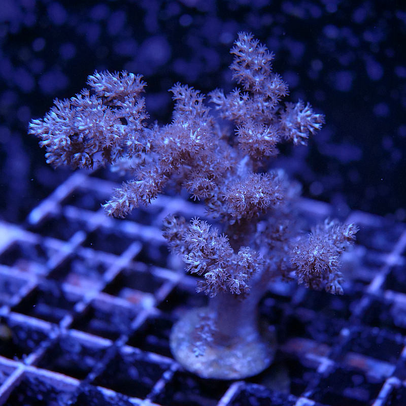 lithophyton - intense coloration - soft corals from Coralaxy
