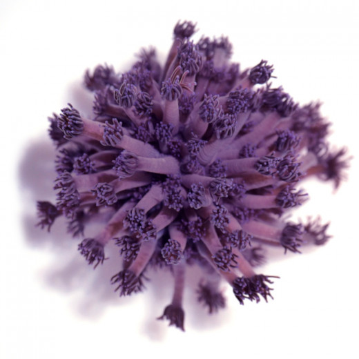 Goniopora 'Purple'