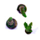 Acropora sp. 'Green slimer'